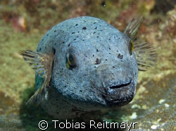 Spot face pufferfish, he was kind of sleeping on the cora... by Tobias Reitmayr 